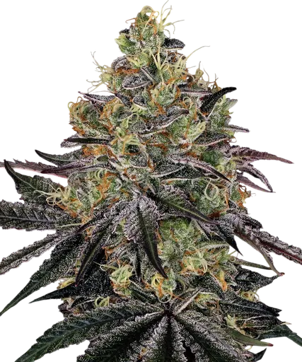 Watermelon Zkittlez