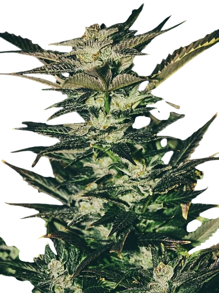 Jupiter OG Kush | PHOTOFEM | Cali Connection