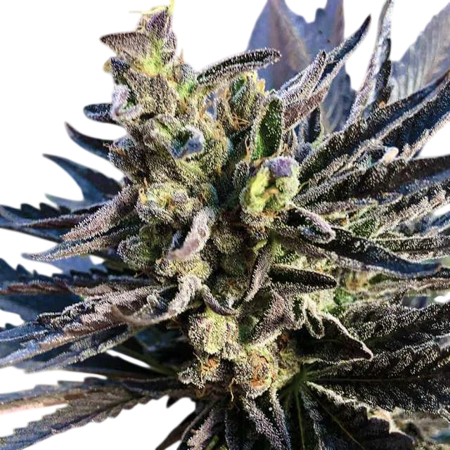 K2 | PHOTOFEM | Nirvana Seeds