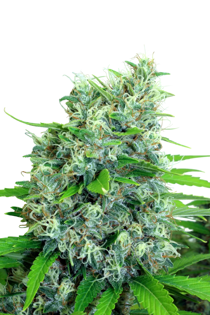 Kali Bubba | PHOTOREG | Serious Seeds