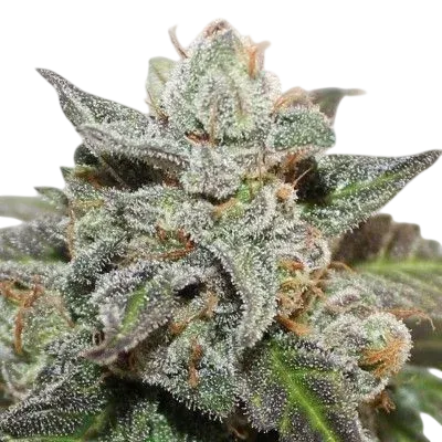 Kalidonia | PHOTOFEM | Ace Seeds