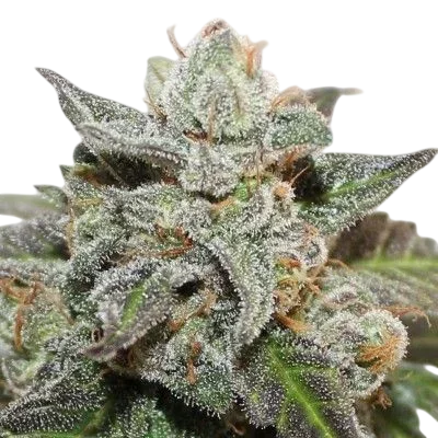Kalidonia | PHOTOFEM | Ace Seeds