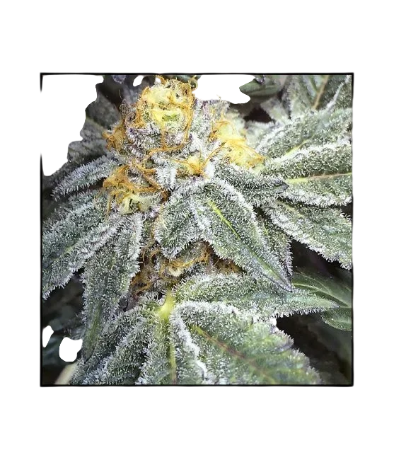 Kens Grand OG | PHOTOREG | Grand Daddy Genetics