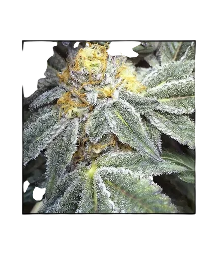 Kens Grand OG