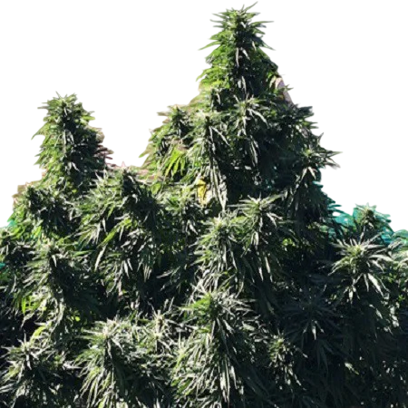 Kens Honeydew