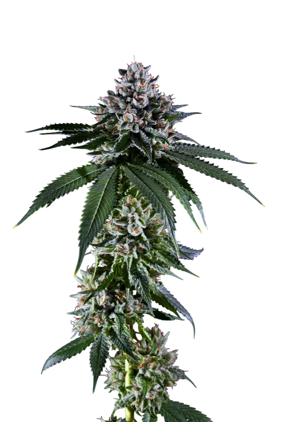 Kens Kush | PHOTOREG | Grand Daddy Genetics