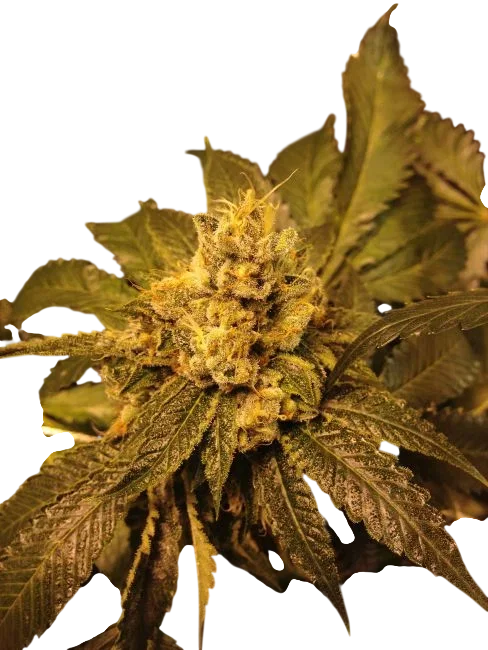 Kens OG Kush | PHOTOREG | Grand Daddy Genetics
