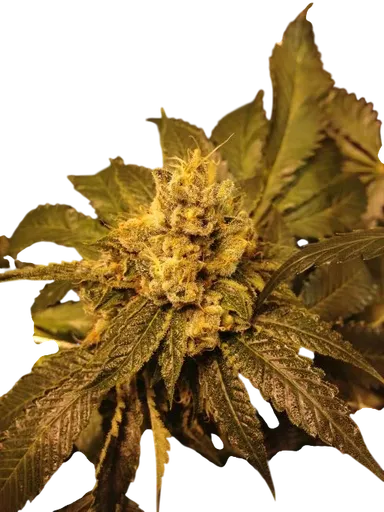 Kens OG Kush