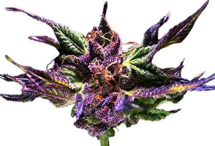 Kens Original GDP (Grand Daddy Purple)