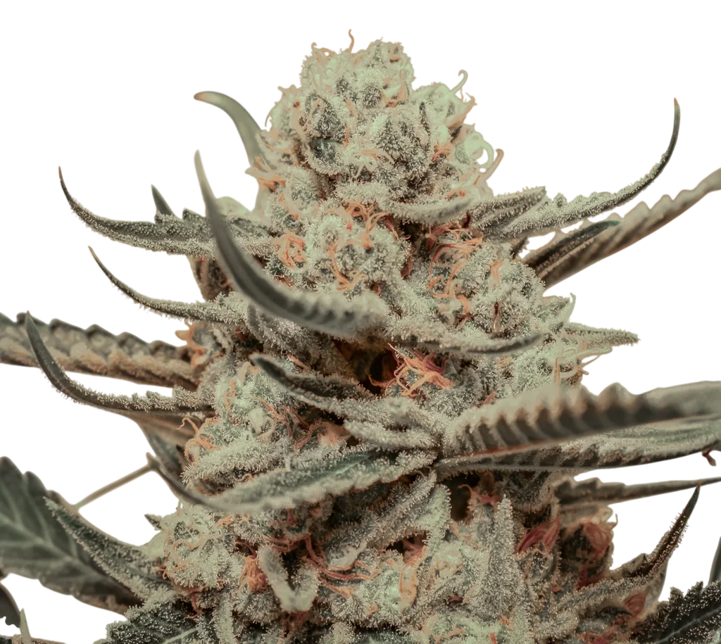 Killer Queen | PHOTOFEM | Brothers Grimm Seeds