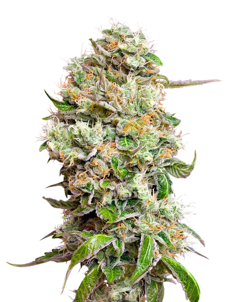 Kings Kush CBD Auto | AUTOFEM | Greenhouse Seed Co.
