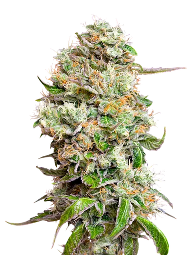 Kings Kush CBD Auto