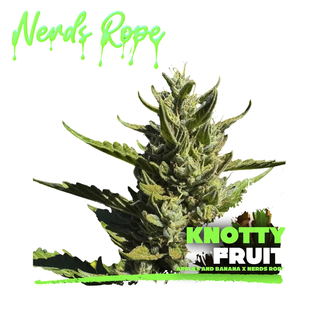 Knotty Fruit | PHOTOFEM | Elev8 Seeds
