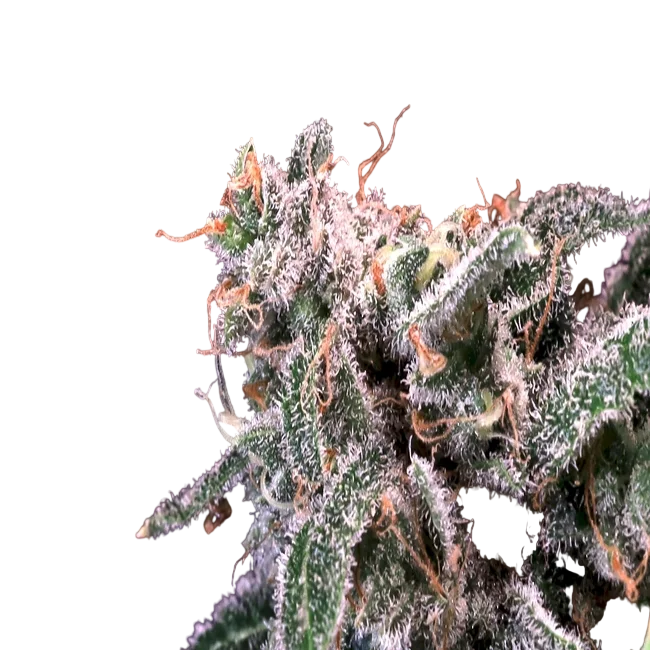 Kombucha Cream | PHOTOFEM | Atlas Seed