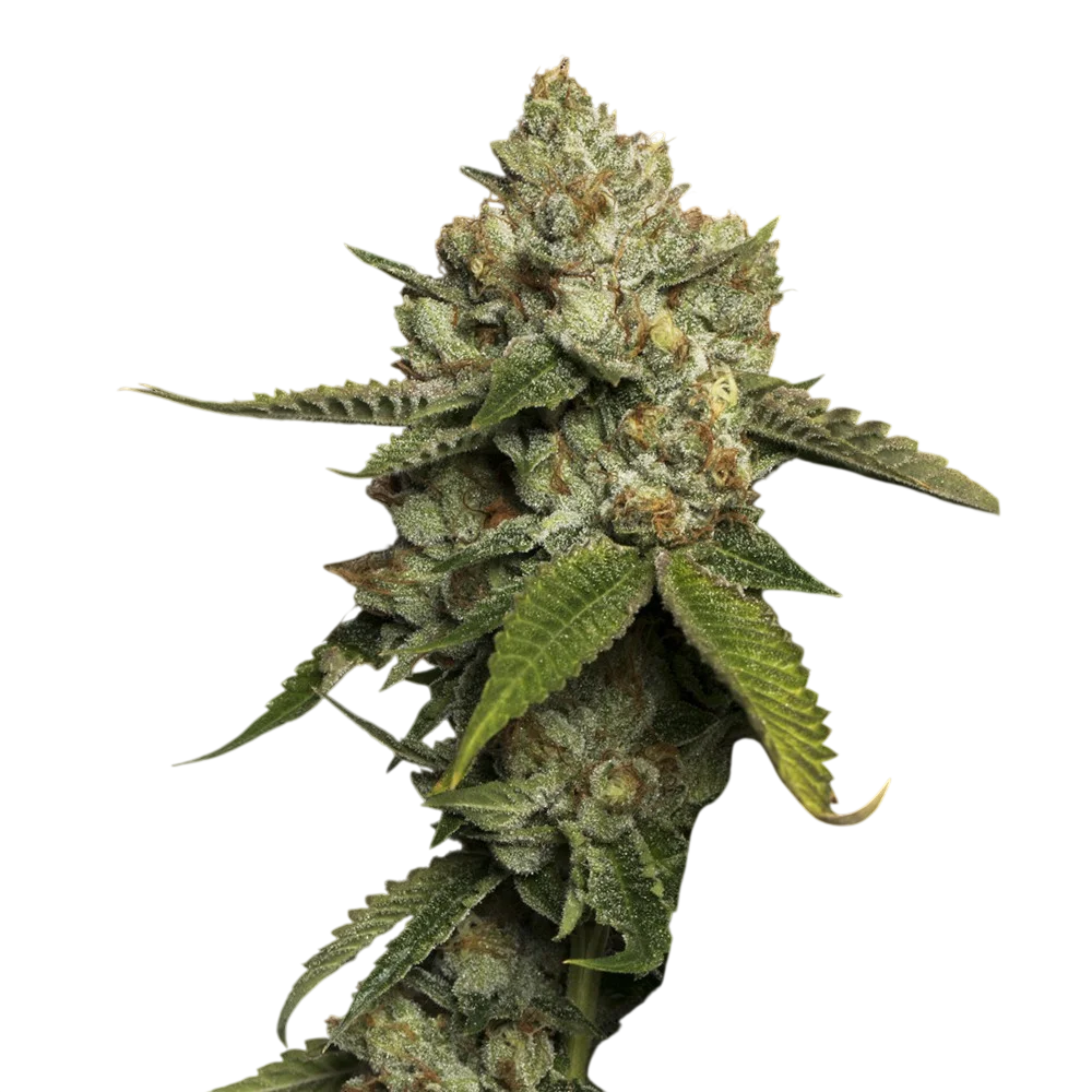 Kosher Prophet | PHOTOFEM | DNA Genetics