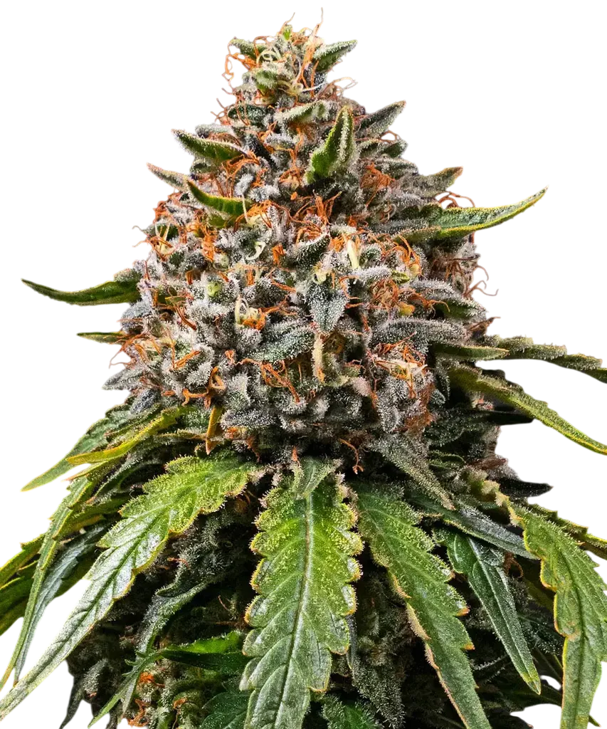 White Widow XXL | PHOTOFEM | Barneys Farm
