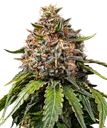 White Widow XXL | PHOTOFEM | Barneys Farm