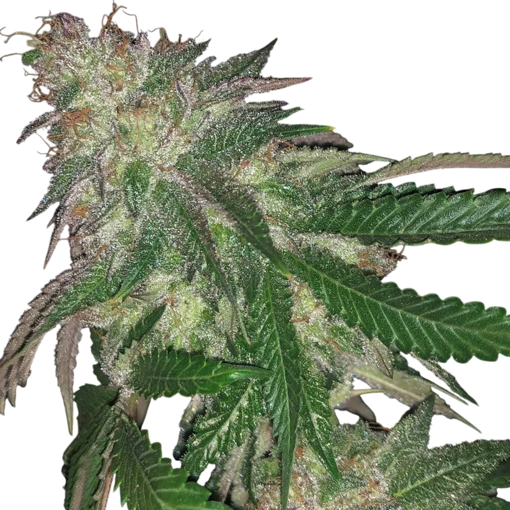 Kuntz | PHOTOFEM | Pheno Finder Seeds