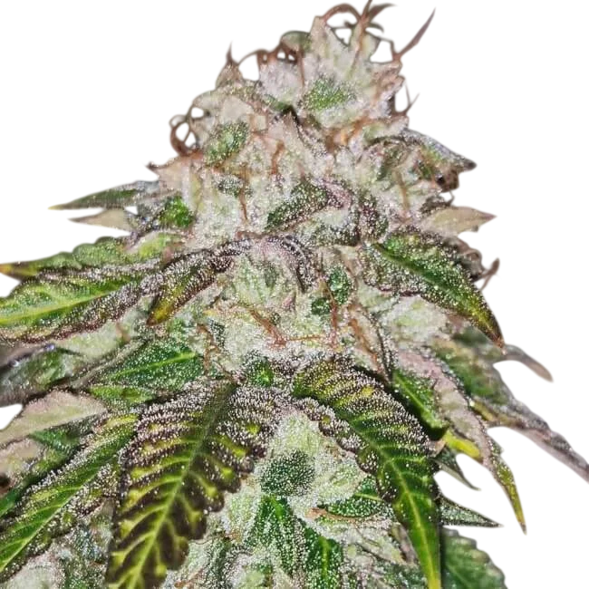 Kuntz n Cream | PHOTOFEM | Pheno Finder Seeds