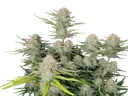 Apricot Auto | AUTOFEM | Fast Buds