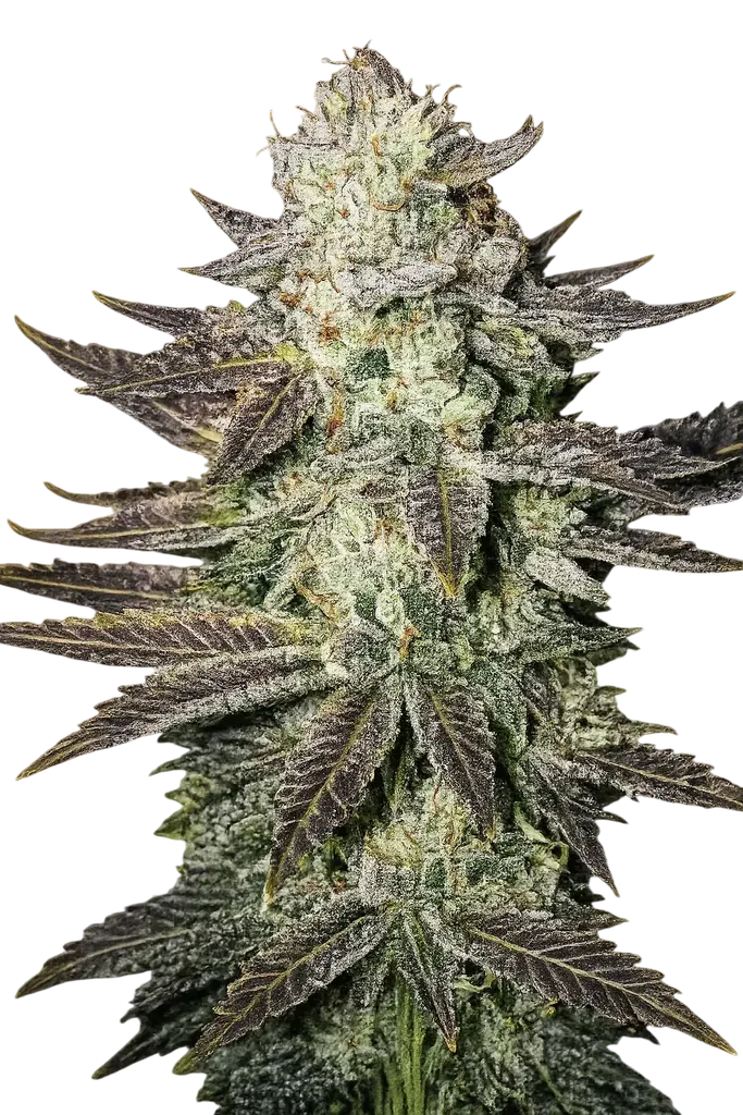 LA Cookies | PHOTOFEM | Cali Connection