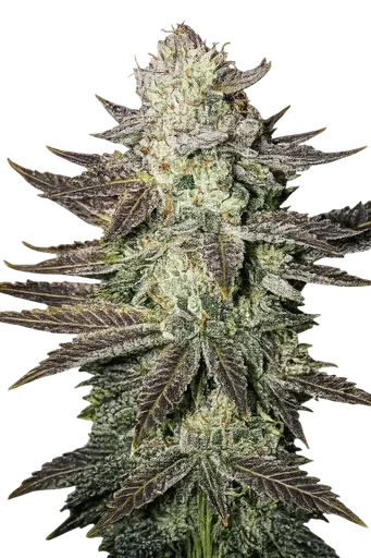 LA Cookies