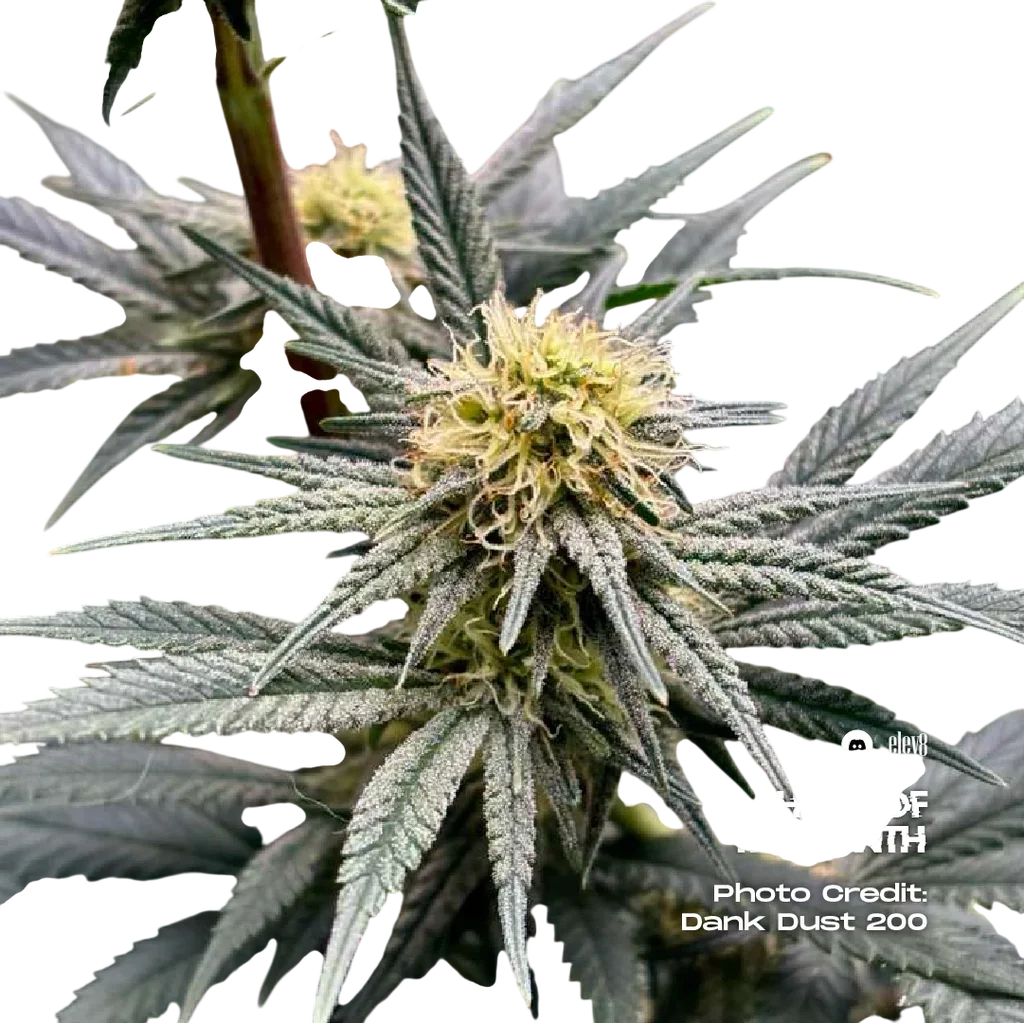 Lady Lemone | PHOTOFEM | Elev8 Seeds