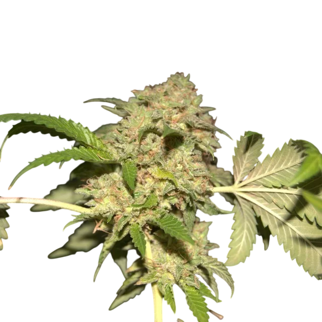 LA Fire | PHOTOFEM | Pheno Finder Seeds