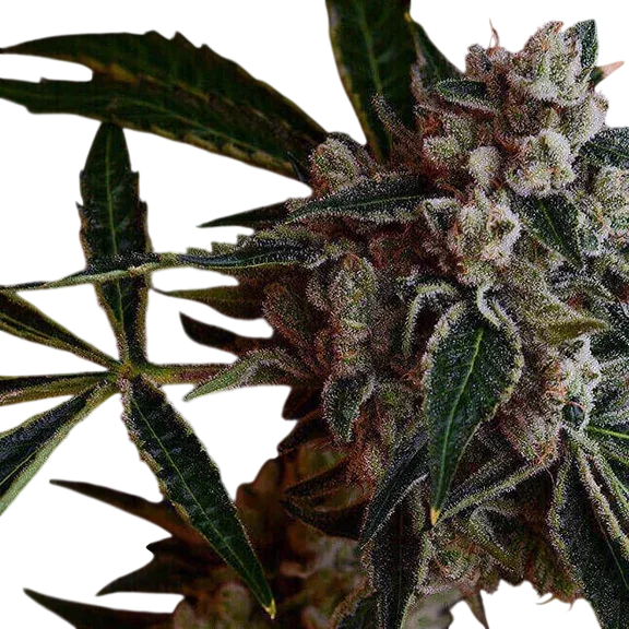 LA Kosher Kush | PHOTOREG | Green Bodhi