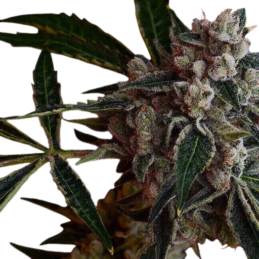 LA Kosher Kush
