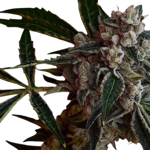 LA Kosher Kush