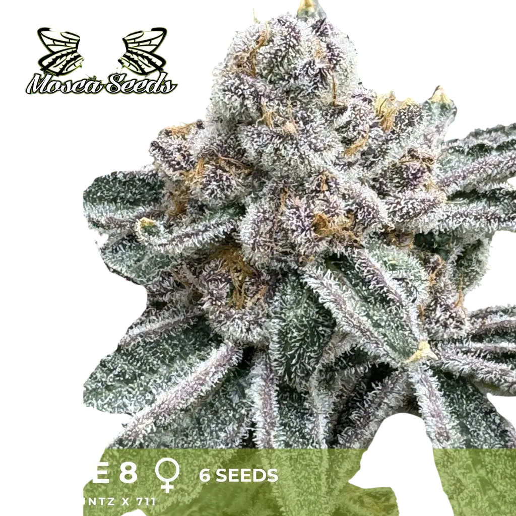 Lane 8 | PHOTOFEM | Mosca Seeds