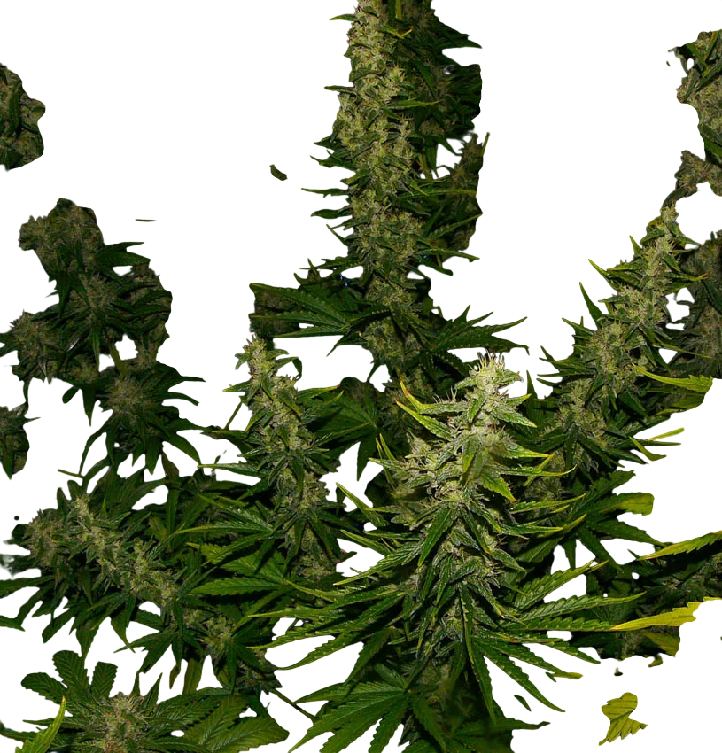 La Nina | PHOTOREG | Mr. Nice Seedbank