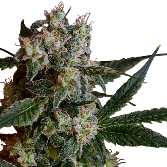 Laotian OG | PHOTOREG | Green Bodhi