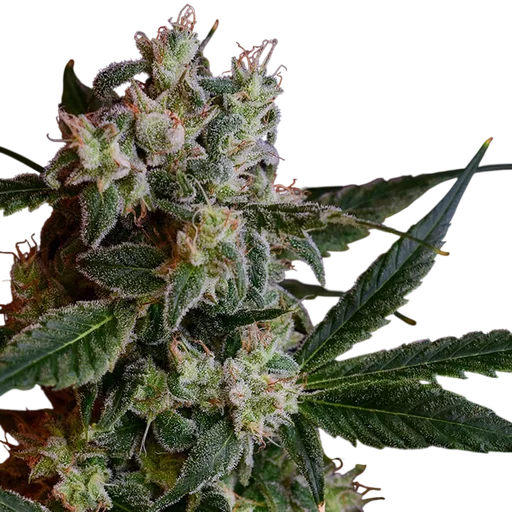 Laotian OG