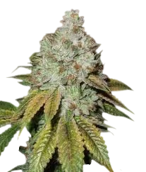 Larry OG Kush | PHOTOFEM | Cali Connection