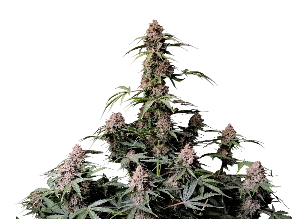 Amnesia Z Auto | AUTOFEM | Fast Buds