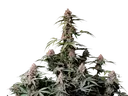 Amnesia Z Auto | AUTOFEM | Fast Buds