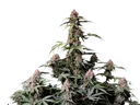 Amnesia Z Auto | AUTOFEM | Fast Buds