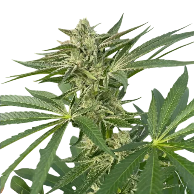 Latte Lato | PHOTOFEM | Trilogene Seeds