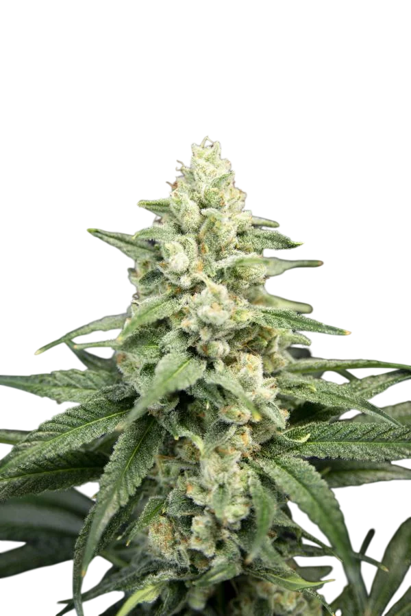Lavender Barb | PHOTOFEM | House of the Great Gardener