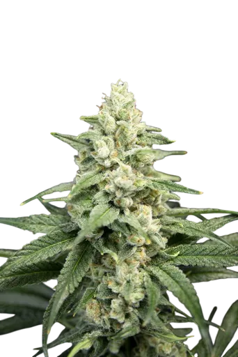 Lavender Barb