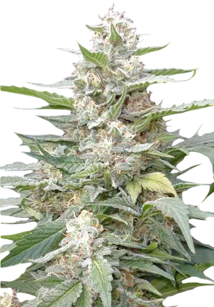 Lemon Amber Kush