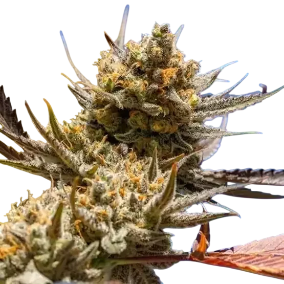 Lemon Berry Candy OG R2 | PHOTOFEM | Ethos Genetics