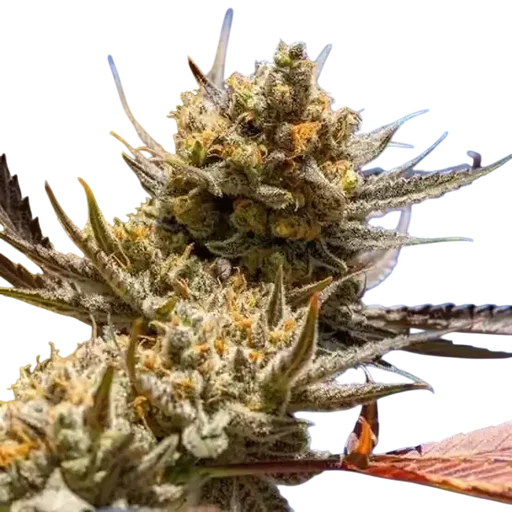 Lemon Berry Candy OG R2