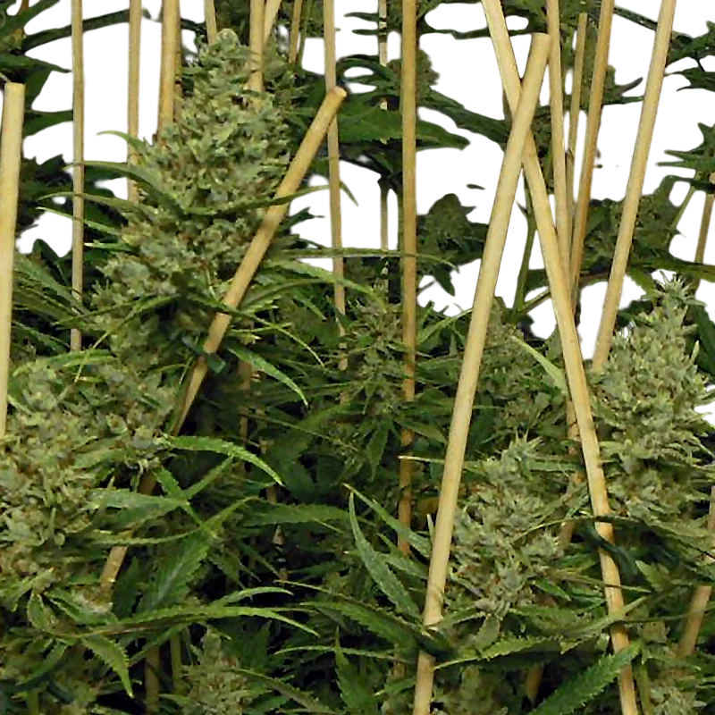 Lemon Bubble | PHOTOFEM | Pheno Finder Seeds
