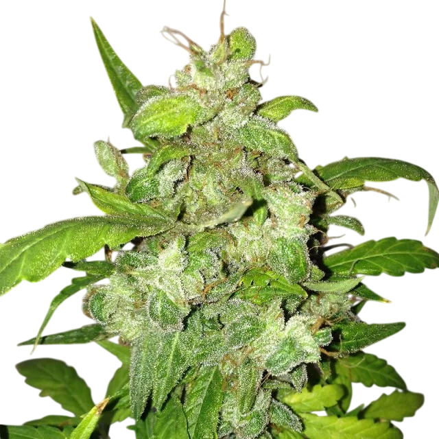 Lemon Bubble Auto | AUTOFEM | Pheno Finder Seeds