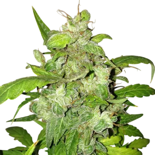 Lemon Bubble Auto