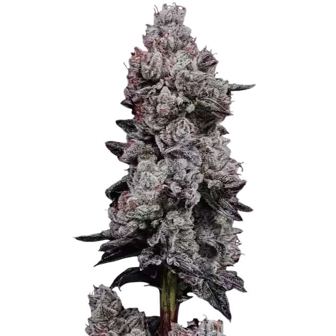 Lemon Cherry Gelato RF3 Auto – Produktansicht