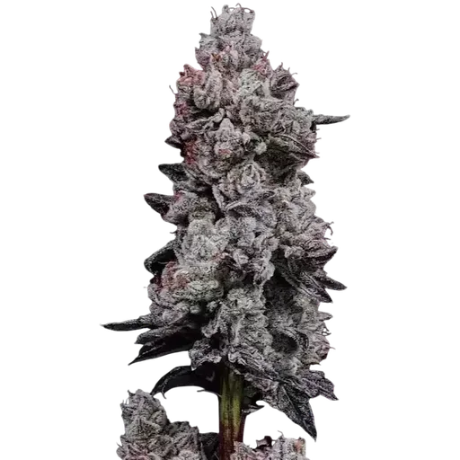 Lemon Cherry Gelato RF3 Auto